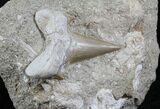 Otodus Shark Tooth Fossil In Original Matrix #26638-3